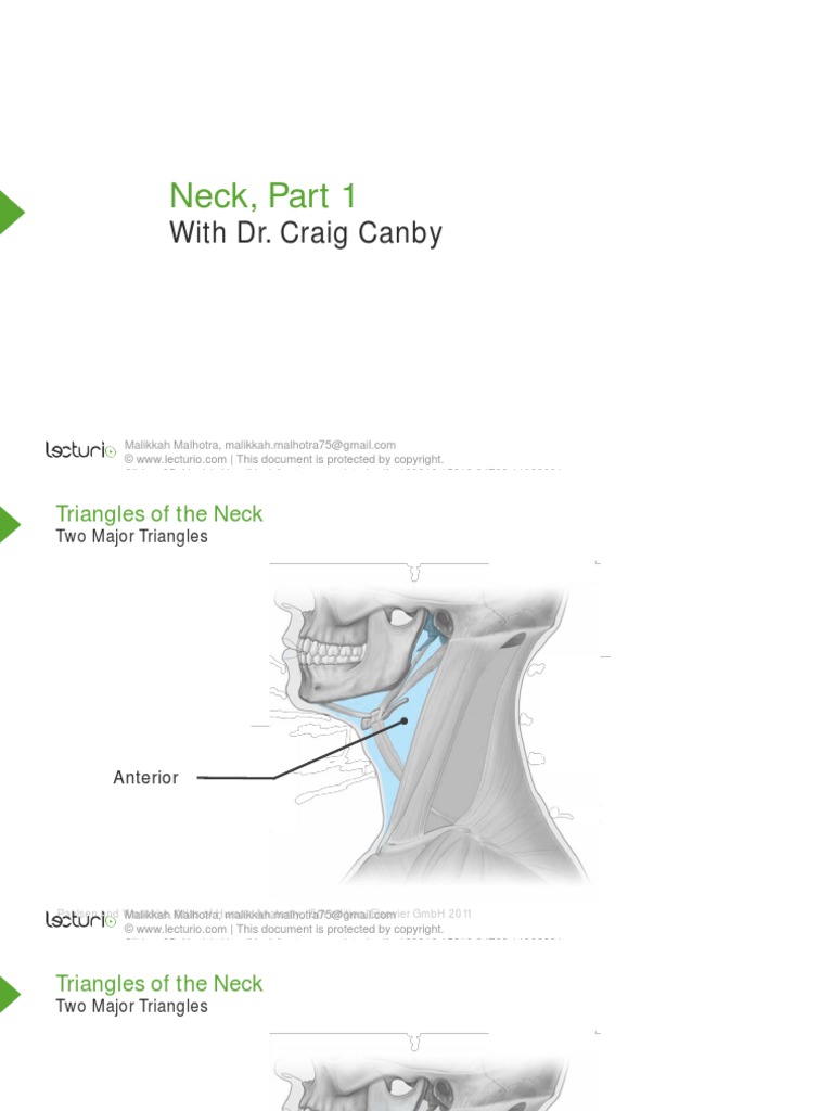 Neck, Part 1: With Dr. Craig Canby | PDF | Neck | Common Carotid Artery