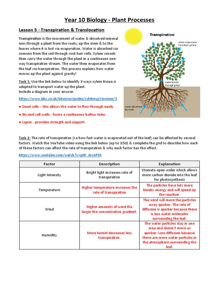 Transpiration and Translocation Explained | PDF | Leaf | Tissue (Biology)