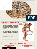 Tema 5 El Cerebro