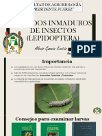 Estados Inmaduros de Insectos (Lepidoptera)