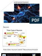 Neurotransmission Processes and Receptors