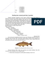 KELOMPOK 11_Morfologi dan Anatomi pada Ikan Cyprinidae
