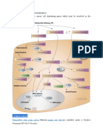 Ifosfamide Pathway, Pharmacodynamics