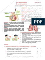 Tema #7 - El Aparato Respiratorio