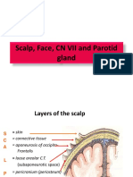 Scalp, Face, CN VII and Parotid Gland