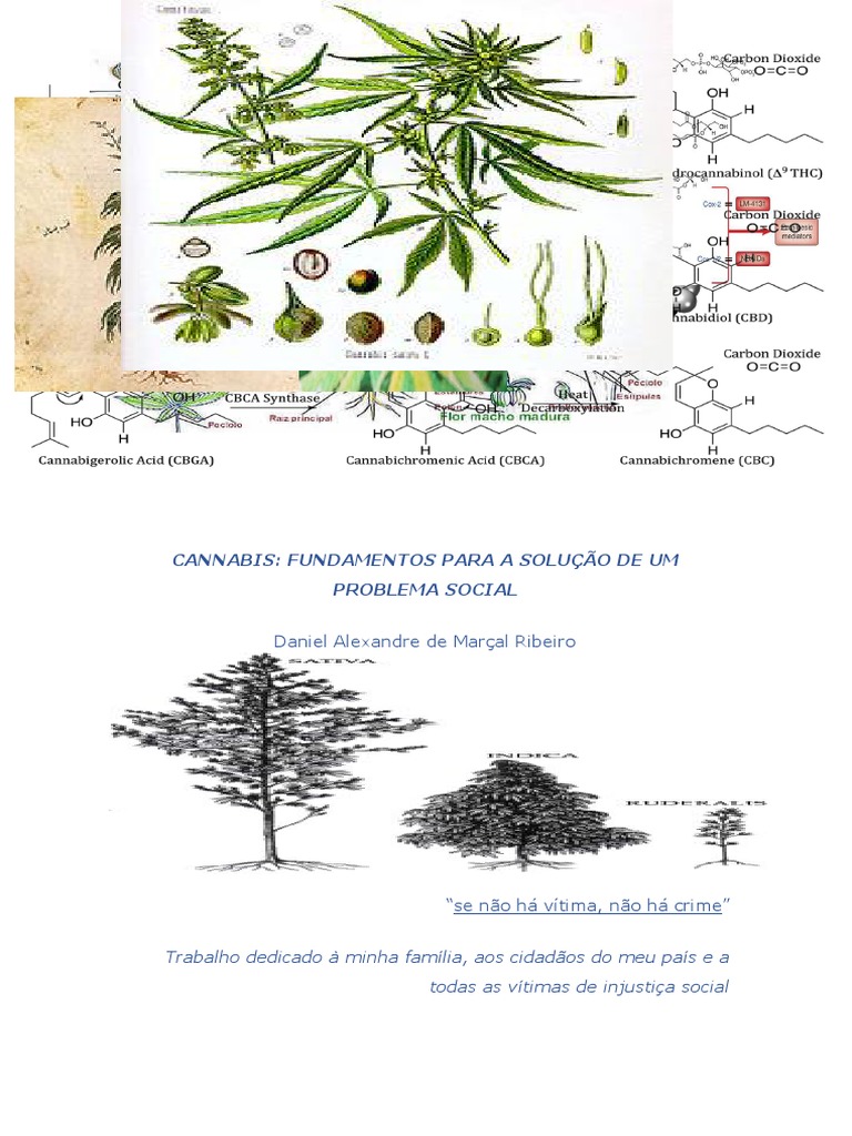 Um Guia Completo Sobre o Sistema Endocanabinoide - Royal Queen Seeds