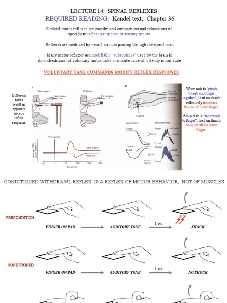 Spinal Reflexes and Voluntary Movement | PDF | Motor Neuron | Nervous ...