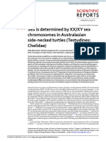 Sex Is Determined by XX/XY Sex Chromosomes in Australasian Side-Necked Turtles (Testudines: Chelidae)