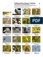 Common Diurnal Birds of Páez, Boyacá, Colombia: Oscar Perdomo-Báez, Pilar Salazar-B & Leonardo Fernández-L