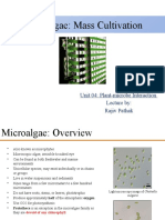 Mass Production of Microalgae