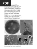 Download Rhizopus oligosporus by triasnugroho SN51526196 doc pdf