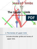 Bones of Upper Limbs