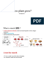 How Plant Grow