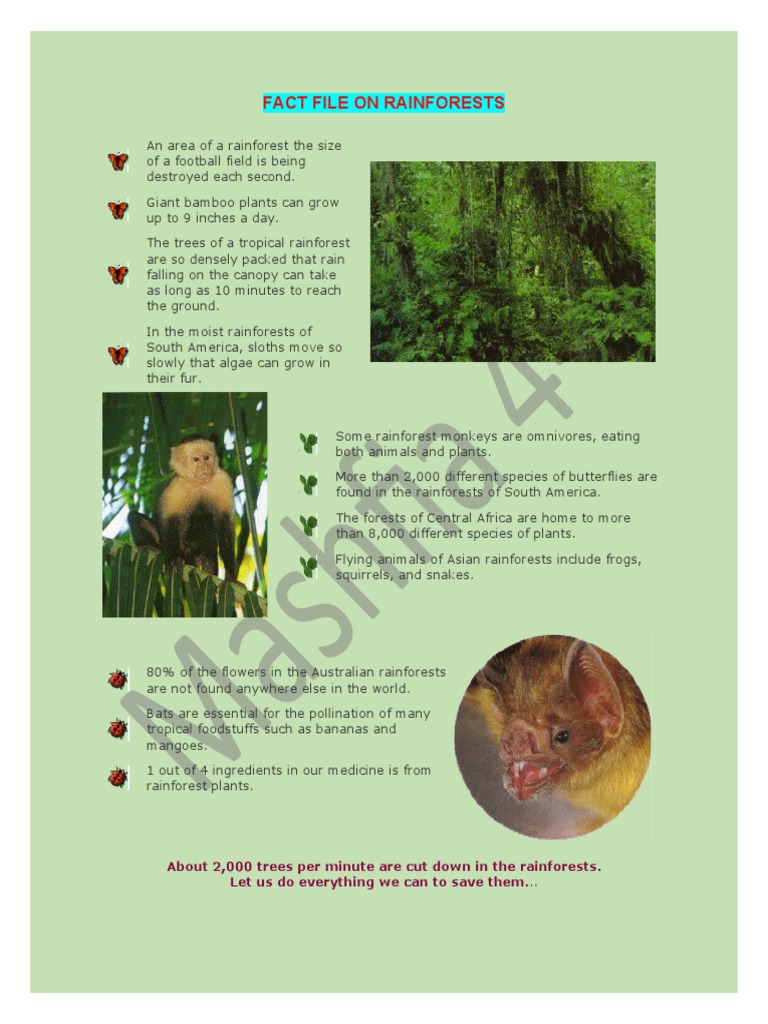 Fact File On Rainforests PDF Rainforest Trees
