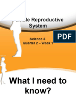 Female Reproductive System