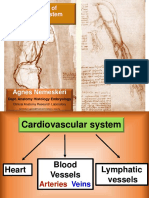 Histology of Vascular System 2017: Agnes Nemeskéri