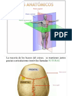 Anatomia Codiro