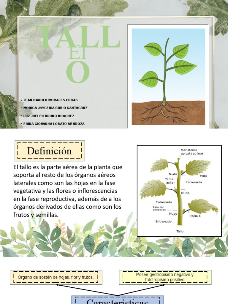 El Tallo | PDF | Tallo de la planta | Fisiología de las plantas