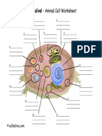 Animal Cell Model