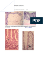 Histología epitelios, tejidos y sistema nervioso
