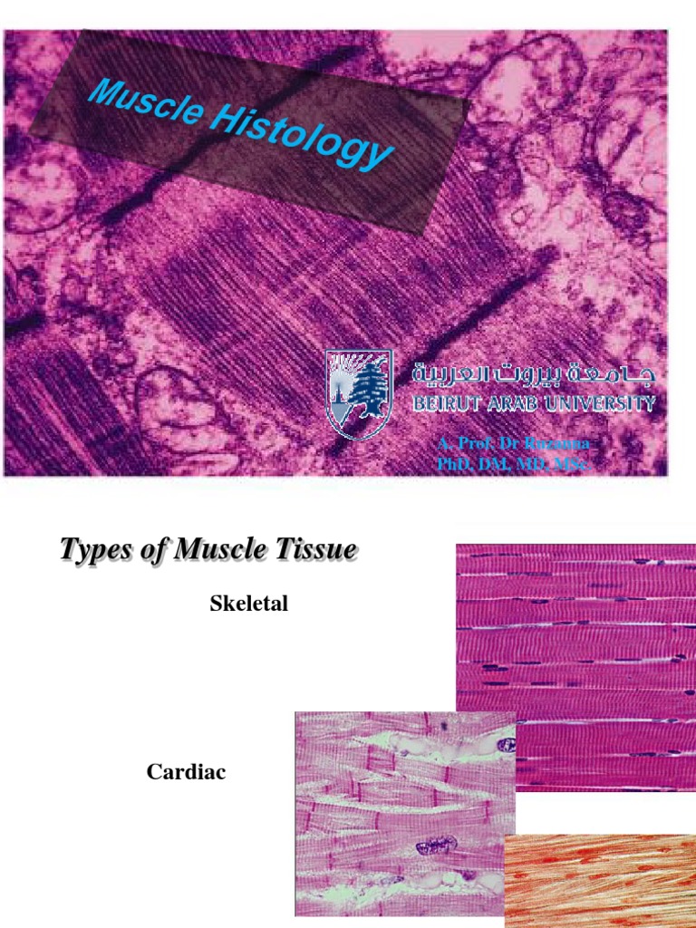 A. Prof. DR Ruzanna PHD, DM, MD, MSC | PDF | Myocyte | Skeletal Muscle