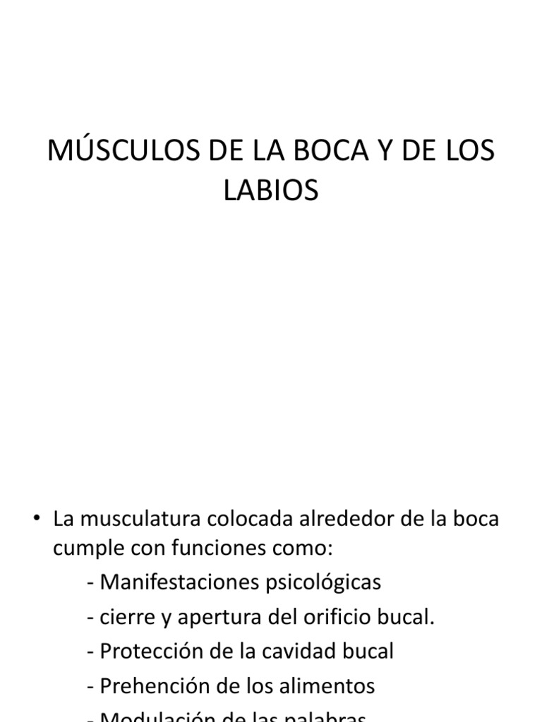Músculos de La Boca y de Los Labios-1 - 1212 | PDF | Cabeza y cuello ...