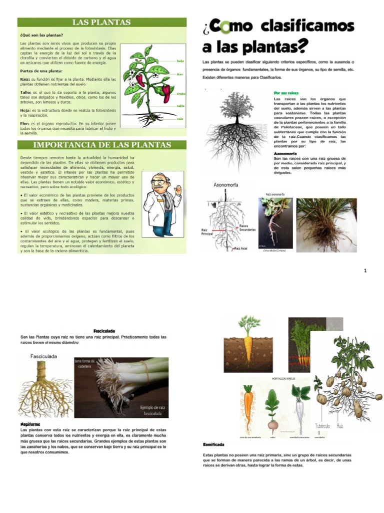 Tipos de Plantas para Niños de Primaria | PDF | Hogar, jardinería y ...