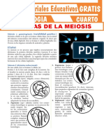 Etapas de La Meiosis para Cuarto Grado de Secundaria