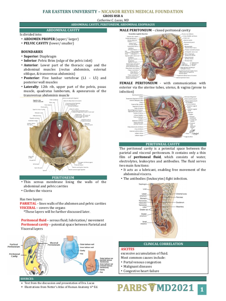 Abdominal Cavity, Peritoneum, Abdominal Esophagus | PDF | Abdomen ...