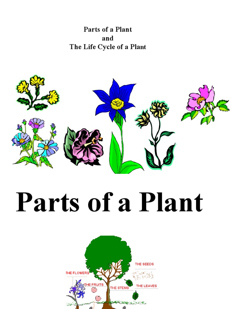 Science Life Cycle of A Plant PDF Seed Germination