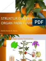 Organ Pada Tumbuhan