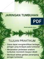 Praktikum Jaringan Tumbuhan