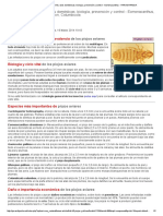 ETT AVES - PIOJOS de GALLINAS y Aves Domésticas - Biología, Prevención y Control - Eomenacanthus - PARASITIPEDIA