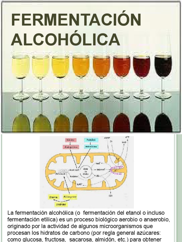 Fermentacion Acetica PDF Yogur Cerveza