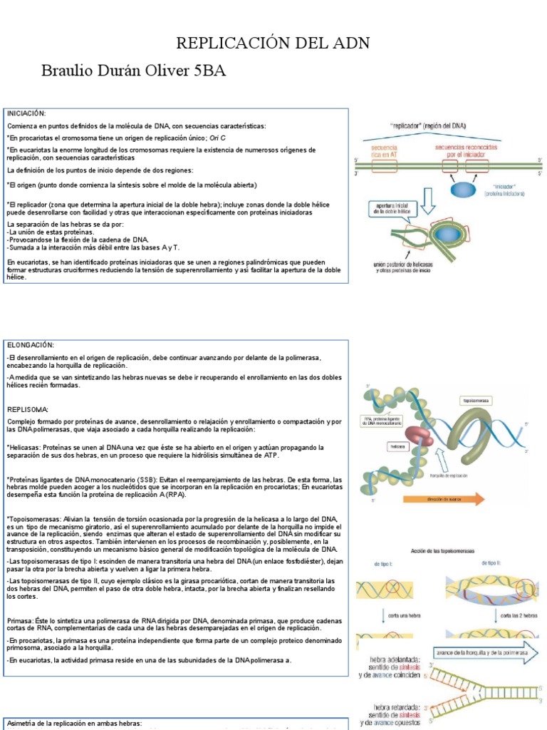 Infografía sobre la replicación del ADN | PDF | Replicación De Adn | Adn