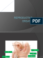 Reproductive Organs (Female)