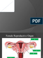 Reproductive Organs (Male)