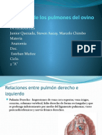 Anatomía de Los Pulmones Del Ovino. H, S, M