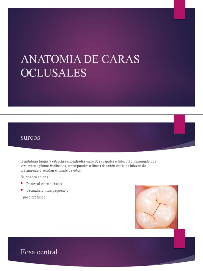 Anatomía de Caras Oclusales | PDF | Naturaleza