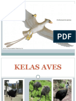 Kelas Aves .HO