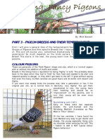 Pigeon Breeds and Their Temperments