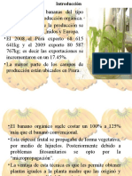 Micropropagación de Bananos