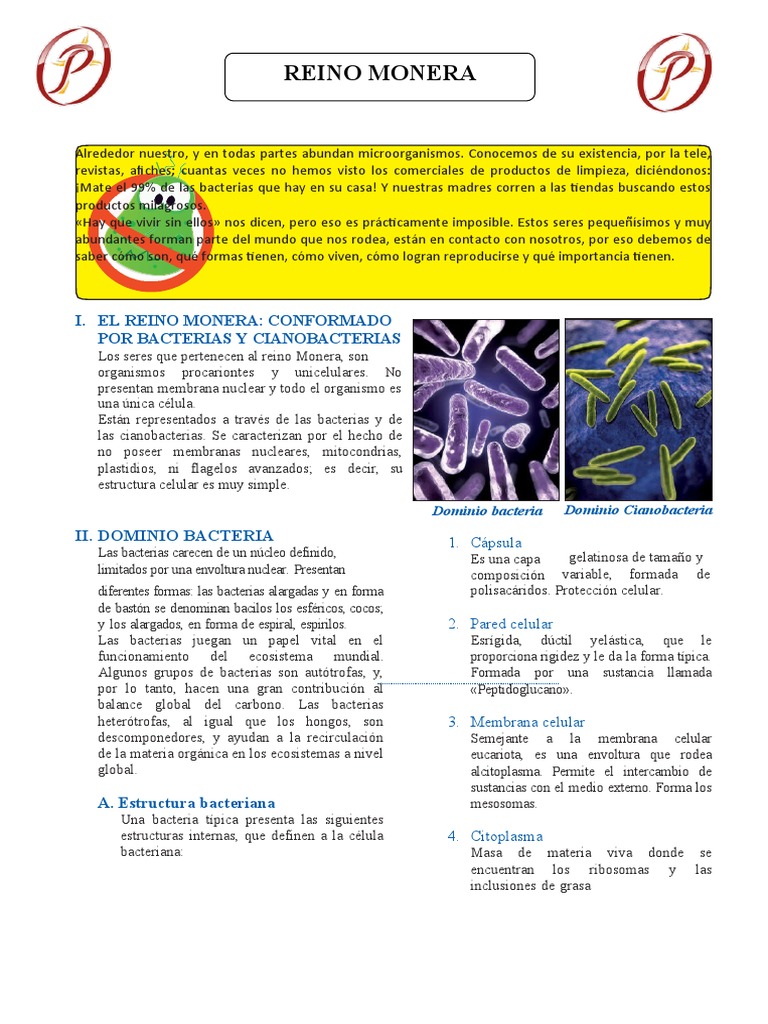 Reino Monera Trabajamos en Clase | PDF | Las bacterias | Cianobacterias