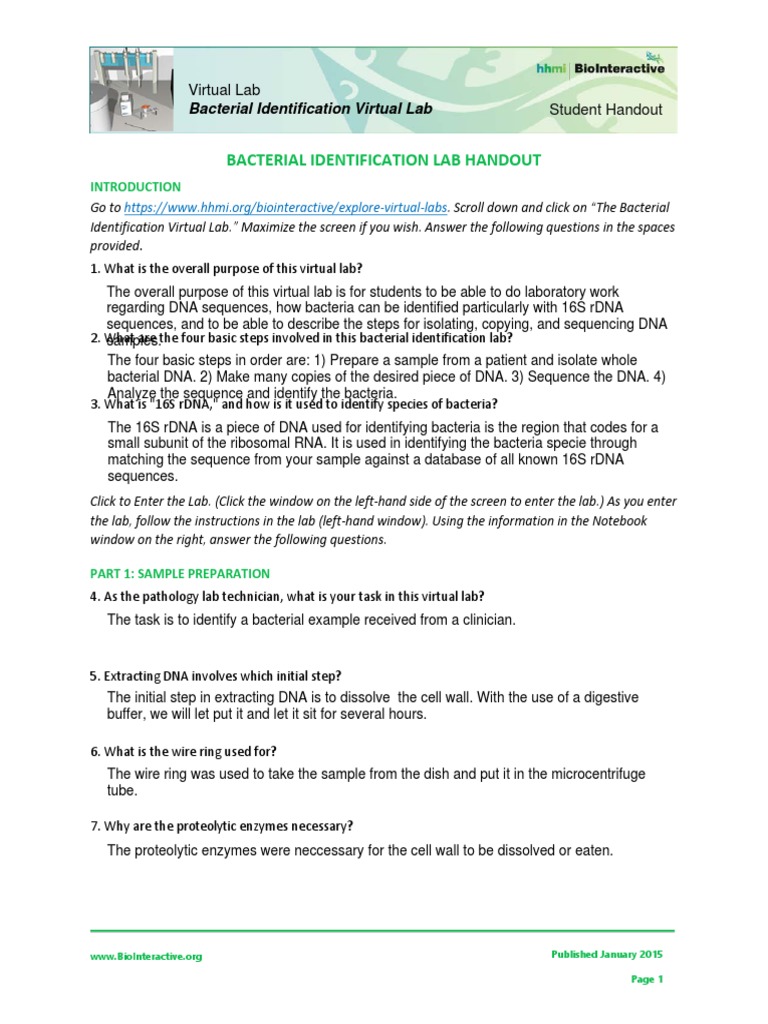 Bacterial Identification Lab Handout Worksheet For Students PDF