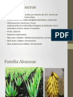 Familia Aloaceae