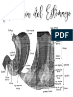 Anatomia Del Estómago