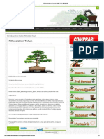 Pithecolobiun Tortum - ABC DO BONSAI