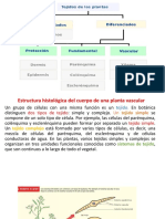 3 Clase 3 Parenquima, Esclerenquima y Colenquima