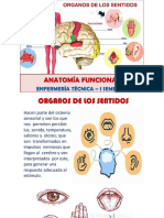 PDF Organosdelossentidos-Clase I Semestre