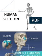 Human Skeleton Fitt 1